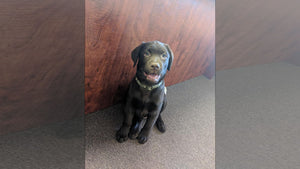 New Hampshire Agency Adds Police Dog to Reduce Stress for Victims and Officers