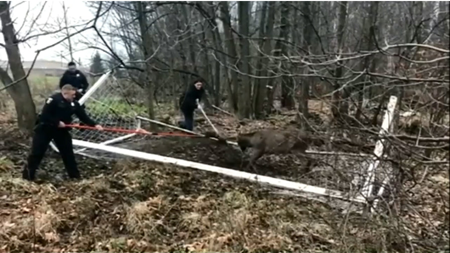 Ohio Police Untangle Trapped Buck from Soccer Net
