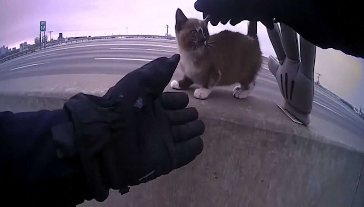 Too cute: Police officer rescues tiny kitten from interstate wall (inc ...